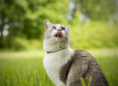 /album/galerie-photos/chat-qui-tire-la-langue-png/